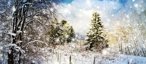 Foto-Duschvorhang nach Maß - Christmas background with snowy fir trees. (von Swetlana Wall)