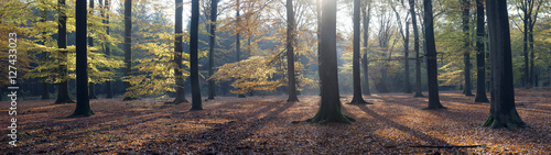 Foto-Schiebegardine mit Schienensystem - panorama of autumn leaves and beech trees in the fall (von ahavelaar)