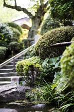 Rockery Plants And Water Feature, Hokokuji Temple, Kamakura, Kyoto, Japan, East Asia 