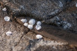 petal and rock , background image file
