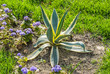 Agave americana, common names sentry plant, century plant, maguey, or American aloe grows in a Moscow Park in the flower bed