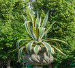 Agave americana, common names sentry plant, century plant, maguey, or American aloe grows in a Moscow Park in a flowerpot