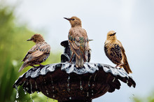 European Common Starling Spotted Birds On Fountain Bathing, Drinking Water