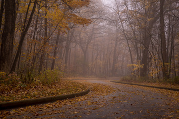 Wall Mural - Winding road in forest 