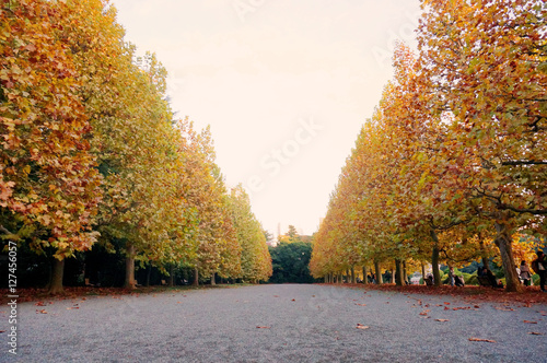 新宿御苑 プラタナスの並木 紅葉 Shinjuku Gyoen Shinjuku Tokyo Stock Photo Adobe Stock 新宿御苑 プラタナスの並木 紅葉 Shinjuku Gyoen Shinjuku Tokyo Stock Photo Adobe Stock