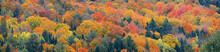 Fall Foliage Background