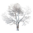© dolennen - Snowy winter tree. Forked trunk. Long branches covered with shimmering snow. Isolated on white background with clipping path included. 3D rendering.
