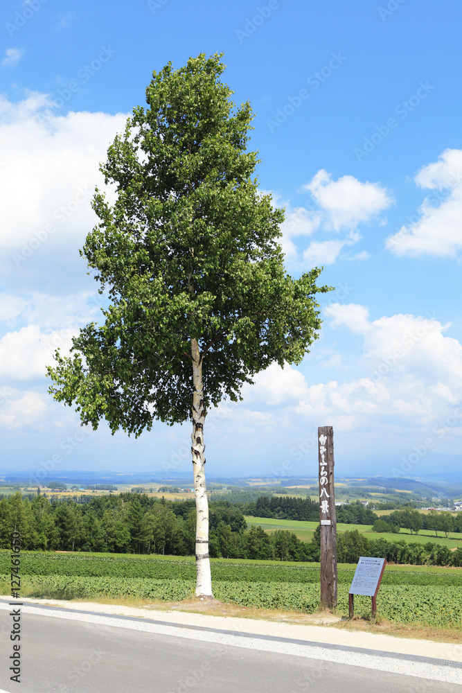 北海道　白樺の木　2本 北海道産 】白樺の木 2本 - メルカリ