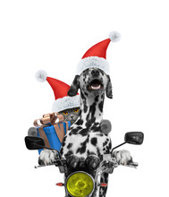Santa Dog And Cat With Gift Ride On A Motorcycle