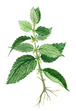 Nettle Herb, Nettle Herb Medicinal And Food Plants  On A White Background