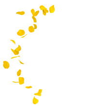 Yellow Rose Petals Scattered On The Floor In A Semi-circle