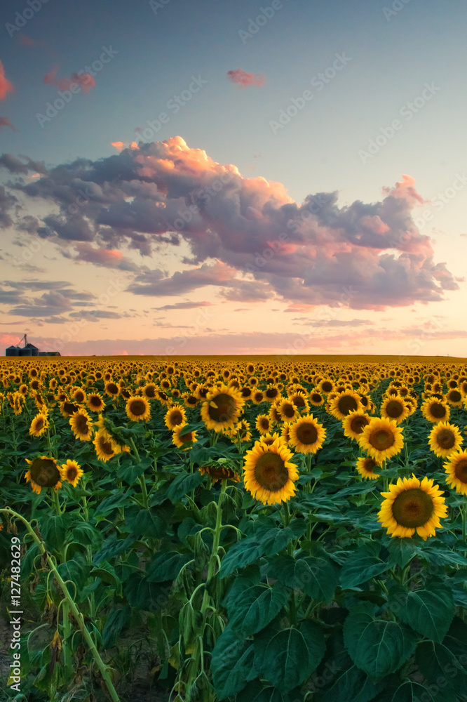 Sunflower Clouds - obrazy, fototapety, plakaty 