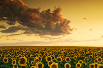 Canvas Print - Golden Sunflower Skies