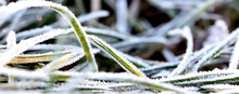 November Morning Frost On A Plants