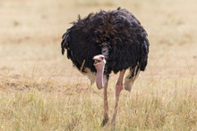 Ostrich Eating Seeds From Grass