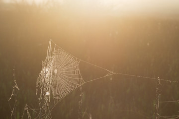 spider web