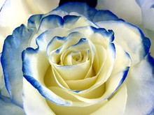 Blue And White Rose