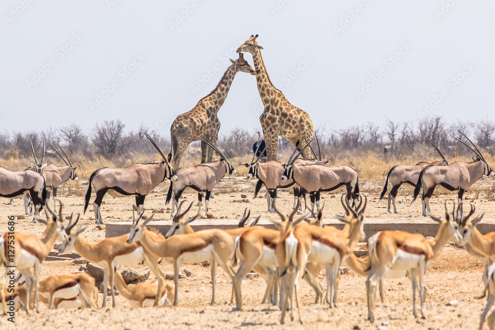 wild animals pyramid with giraffes springboks and oryxs in Namibian savannah of Etosha National Park in Namibia, Africa - obrazy, fototapety, plakaty 