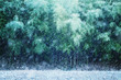 竹, 竹林, 冬, 雪景色
