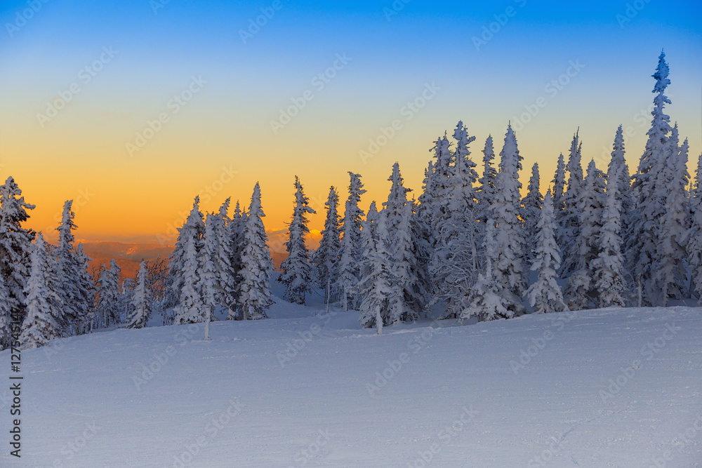 Beautiful Wintry Landscape In Siberia Winter Sunset Tree Covered Snow Calm Nature Snow Covered Fir Trees In Winter On A Sunset Background Wall Mural Yrabota