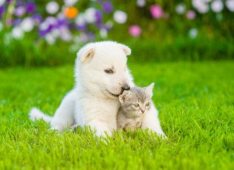 White Swiss Shepherd`s puppy hugging kitten on green grass