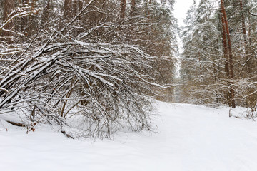 Landscape of winter pine forest covered with frost at mainly clo