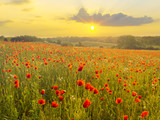 Fototapeta Kwiaty - Red poppies in the light of the setting sun.Spring nature Spring