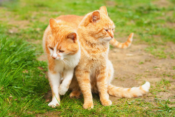 Wall Mural - Beautiful Red Cat in the Green Grass in Summer - Pets Care Concept