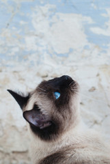 Wall Mural - Beautiful Siamese Purebred Cat with Blue Eyes
