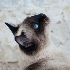Wall Mural - Beautiful Siamese Purebred Cat with Blue Eyes