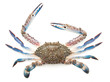 Blue crab isolated on white