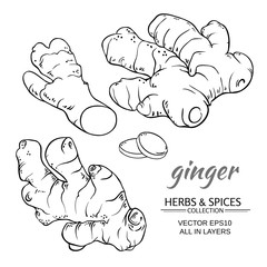 Wall Mural - ginger vector set