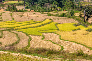 Rice terraces