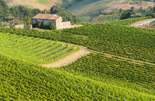 Countryside Landscape With Vineyards And A House