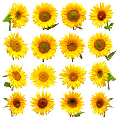 Fotomurales - Sunflowers collection on the white background.