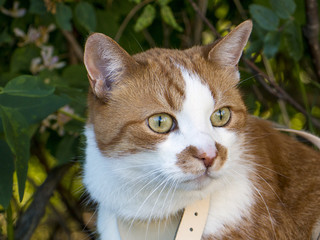 A cat walking on a summer day