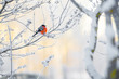 The bullfinch sits on a branch