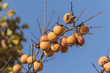 persimmons on tree in autumn