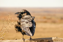 Perched Raven  With Wind-Ruffled Feathers