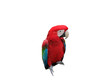Red Macaw Parrot isolated