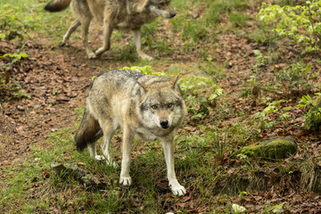 European wolf, Europaeischer Wolf, Canis lupus, wolf, CZECH REPUBLIC