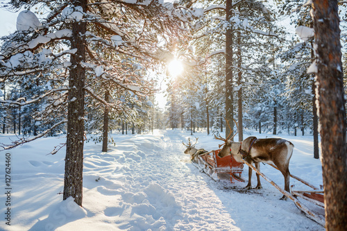 Foto-Kassettenrollo - Reindeer safari (von BlueOrange Studio)