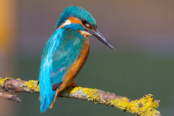 Kingfisher Bird