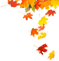 Canvas Print - Autumn leaves on white background