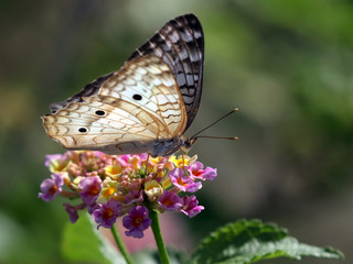 Sticker - White Peacock - Anartia jatrophae