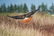 Portrait of a Red Tailed Hawk flying into the distance. Beautiful feather detail.