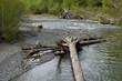 Dead trees in river contributing to large woody debris affecting streamflow and sedimentation.