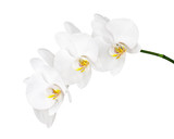 Fototapeta Storczyk - White orchid isolated on white background. Closeup.