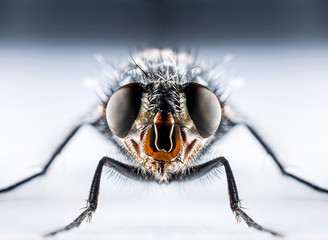 bluebottle fly macro