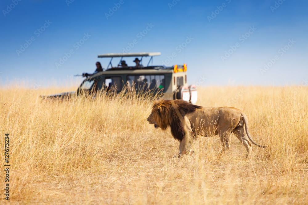 Portrait of beautiful big lion at safari park - obrazy, fototapety, plakaty 